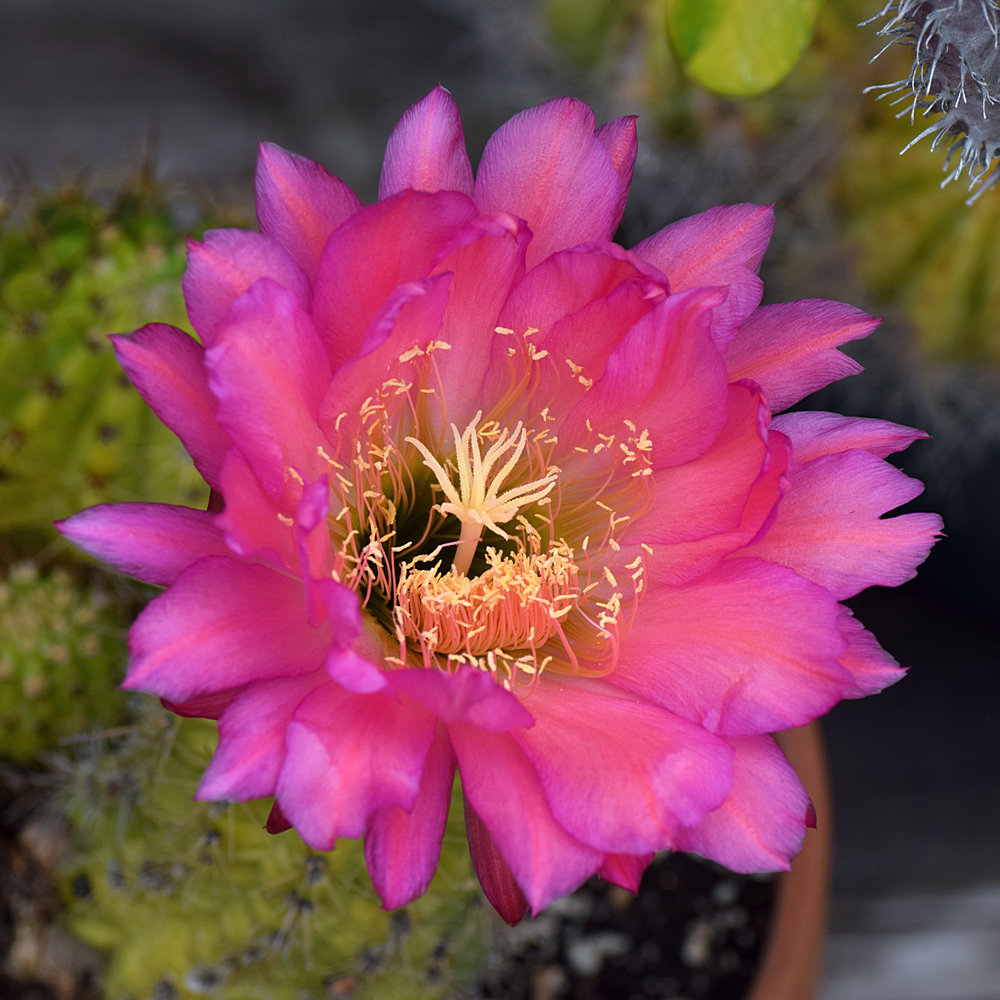 Cactus.jpg