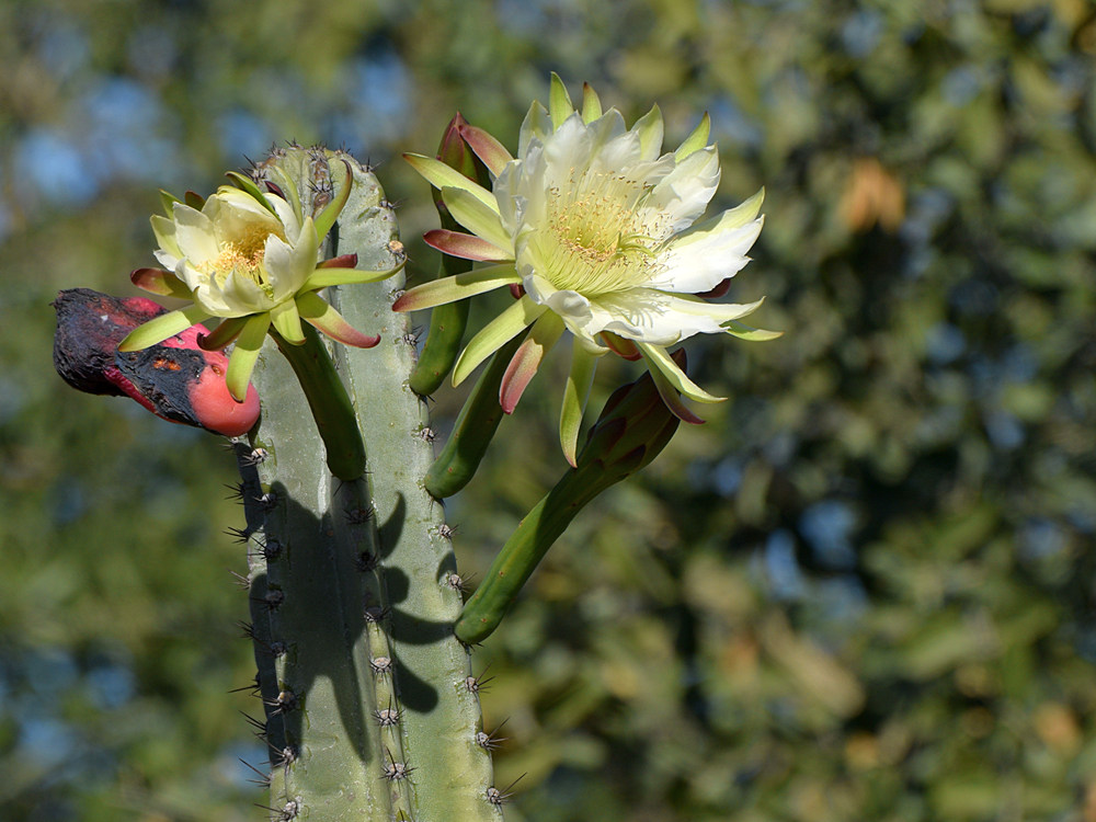 Cactus.jpg