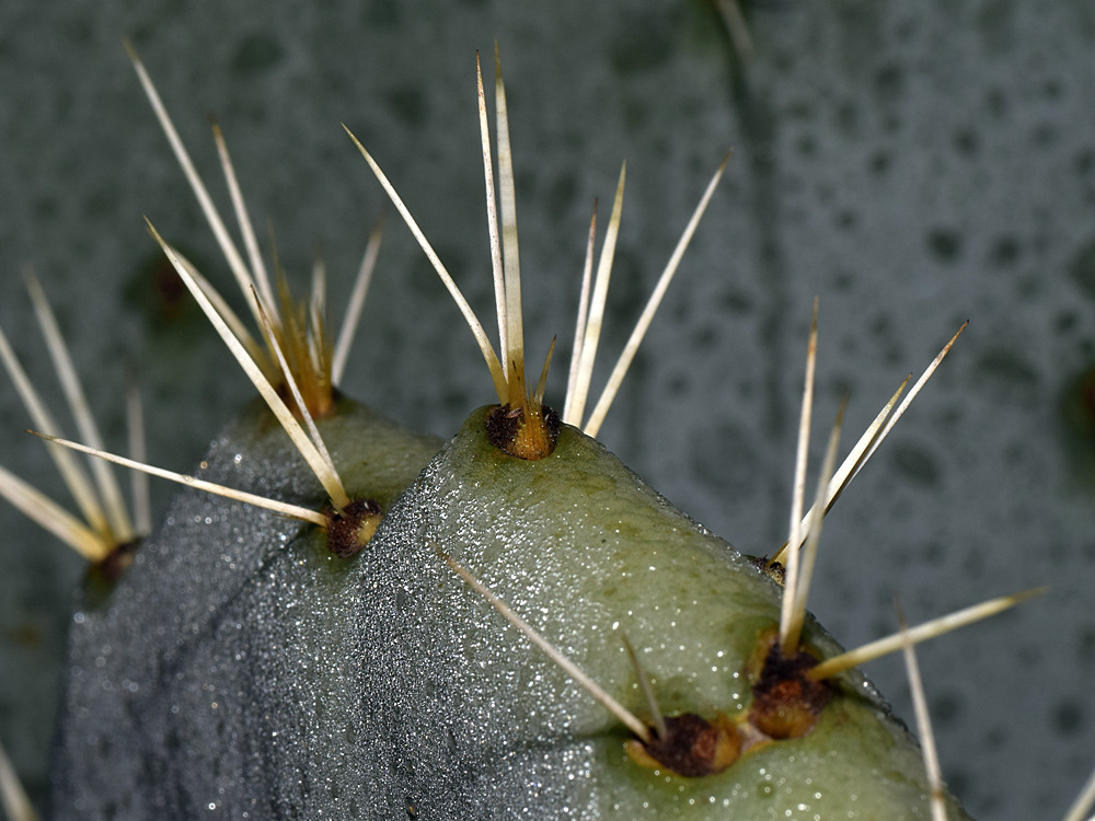 Cactus.jpg