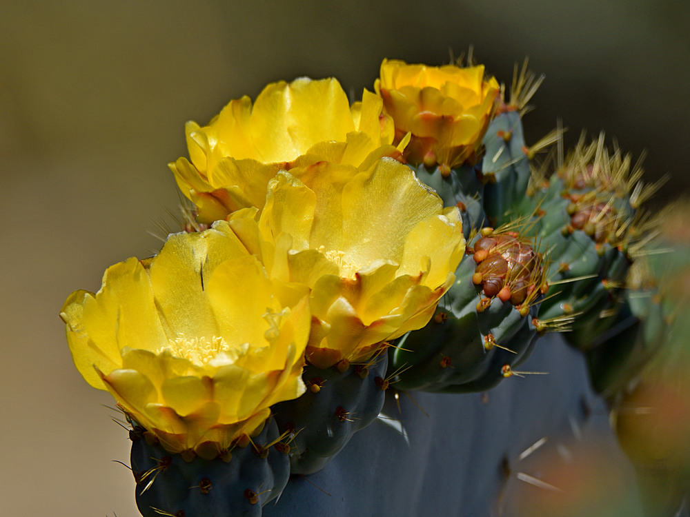 Cactus.jpg
