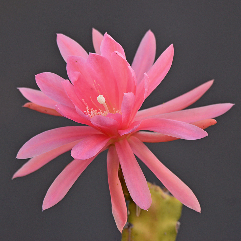 Cactus.jpg