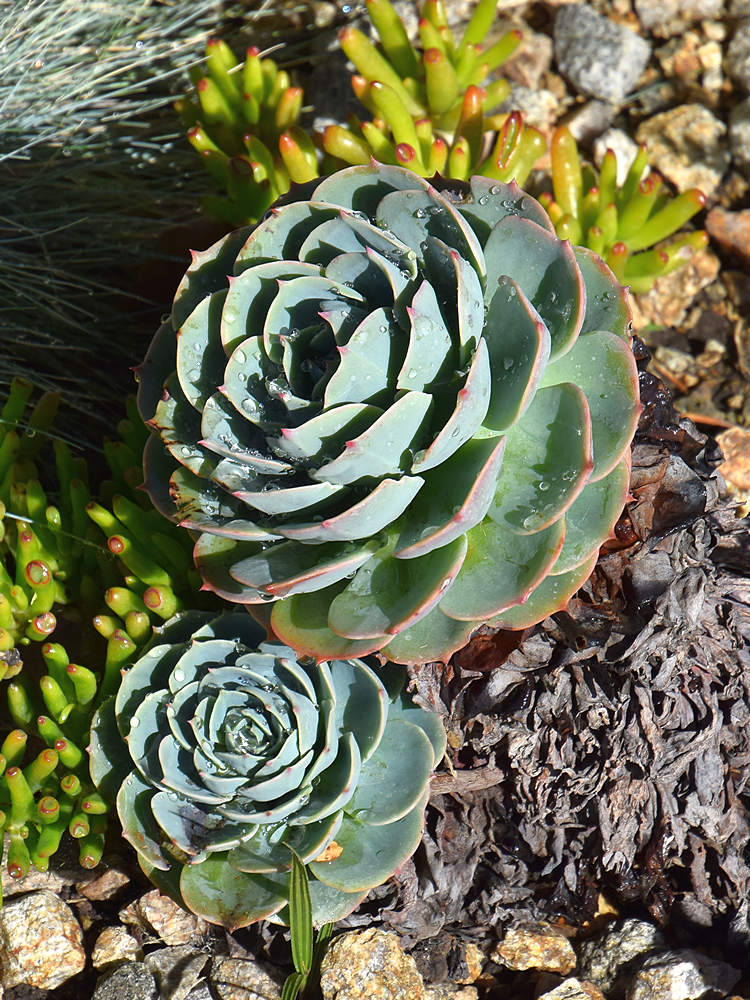 Cactus.jpg