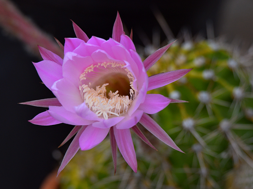 Cactus.jpg