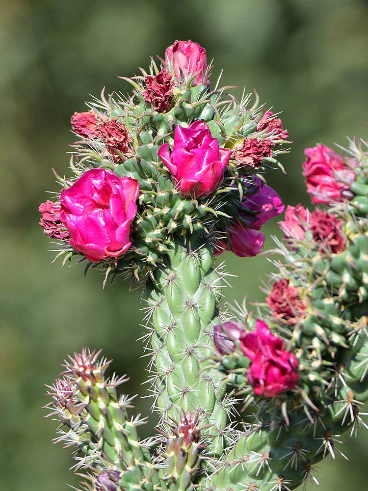Cactus.jpg