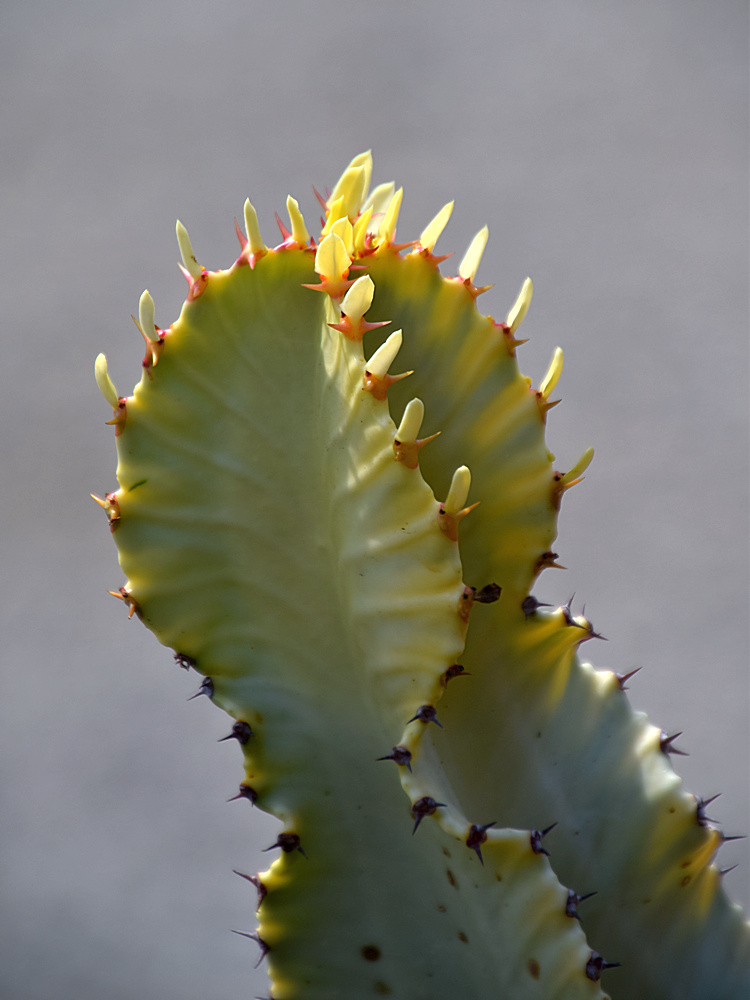 Cactus.jpg