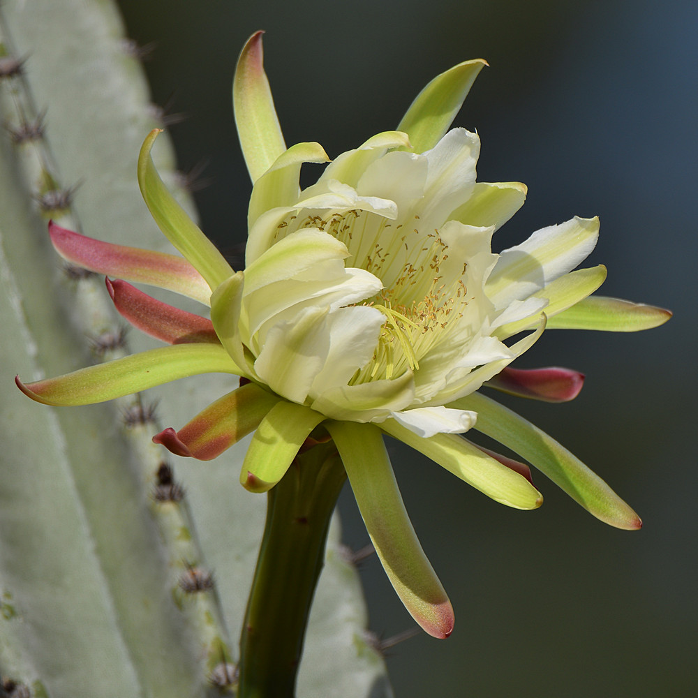 Cactus.jpg