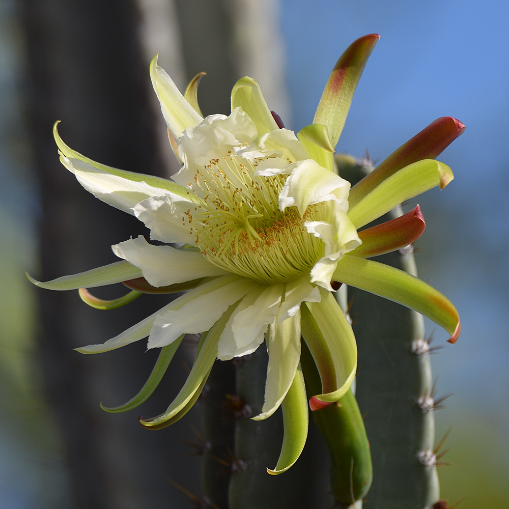 Cactus.jpg