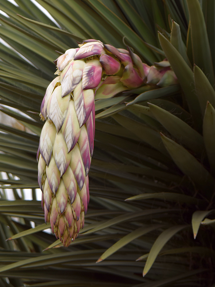 Cactus.jpg