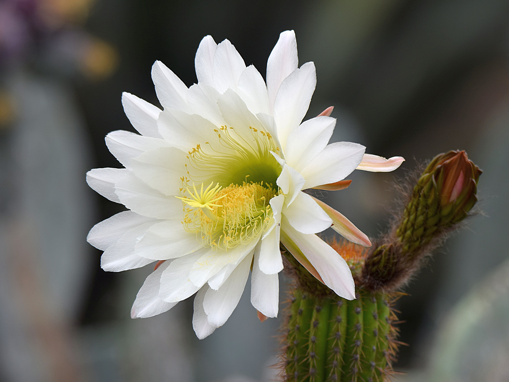 Cactus.jpg