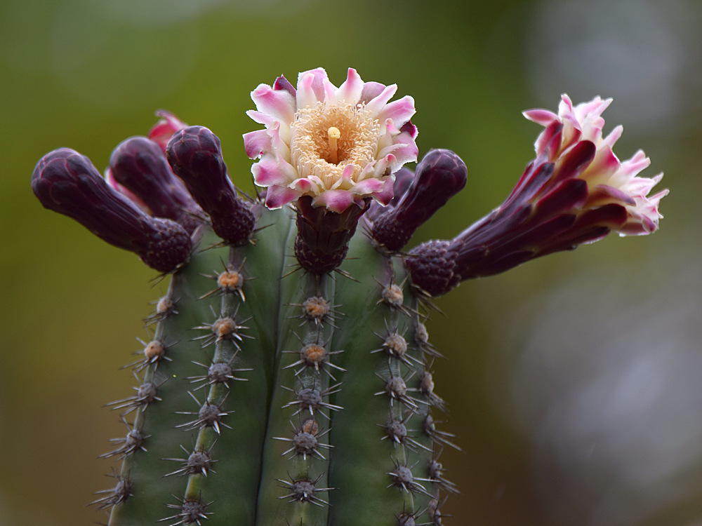 Cactus.jpg
