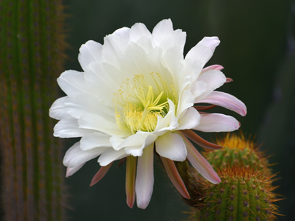 Cactus.jpg
