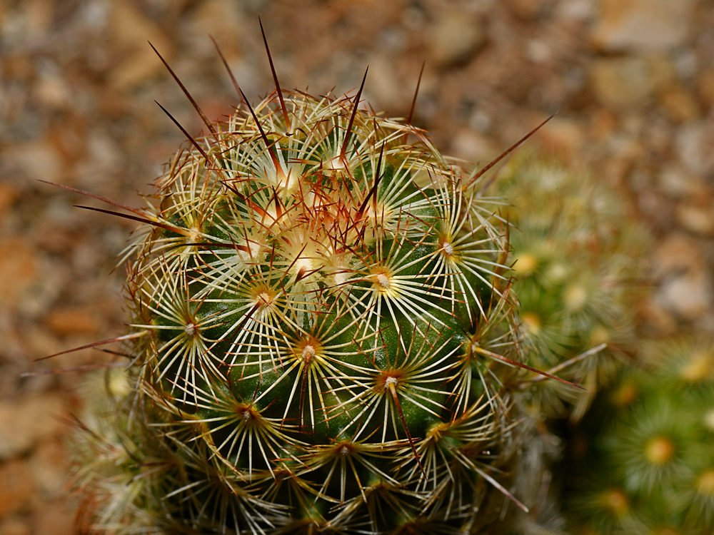 Cactus.jpg
