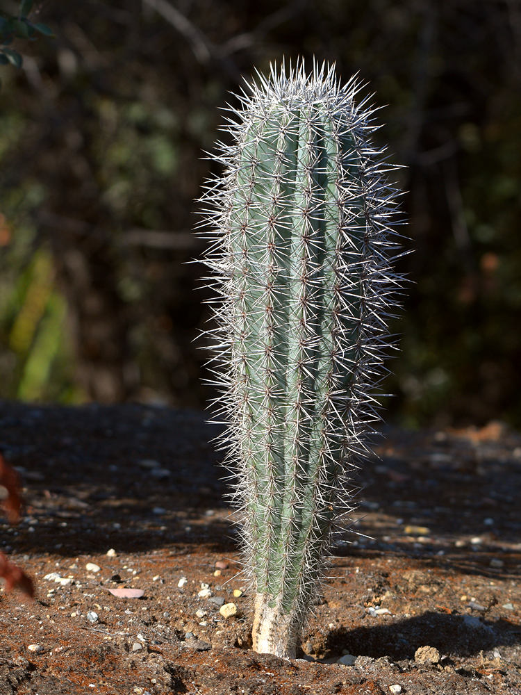 Cactus.jpg
