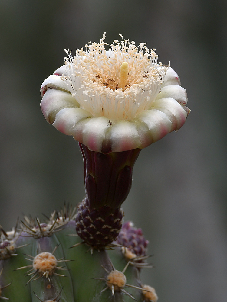 Cactus.jpg