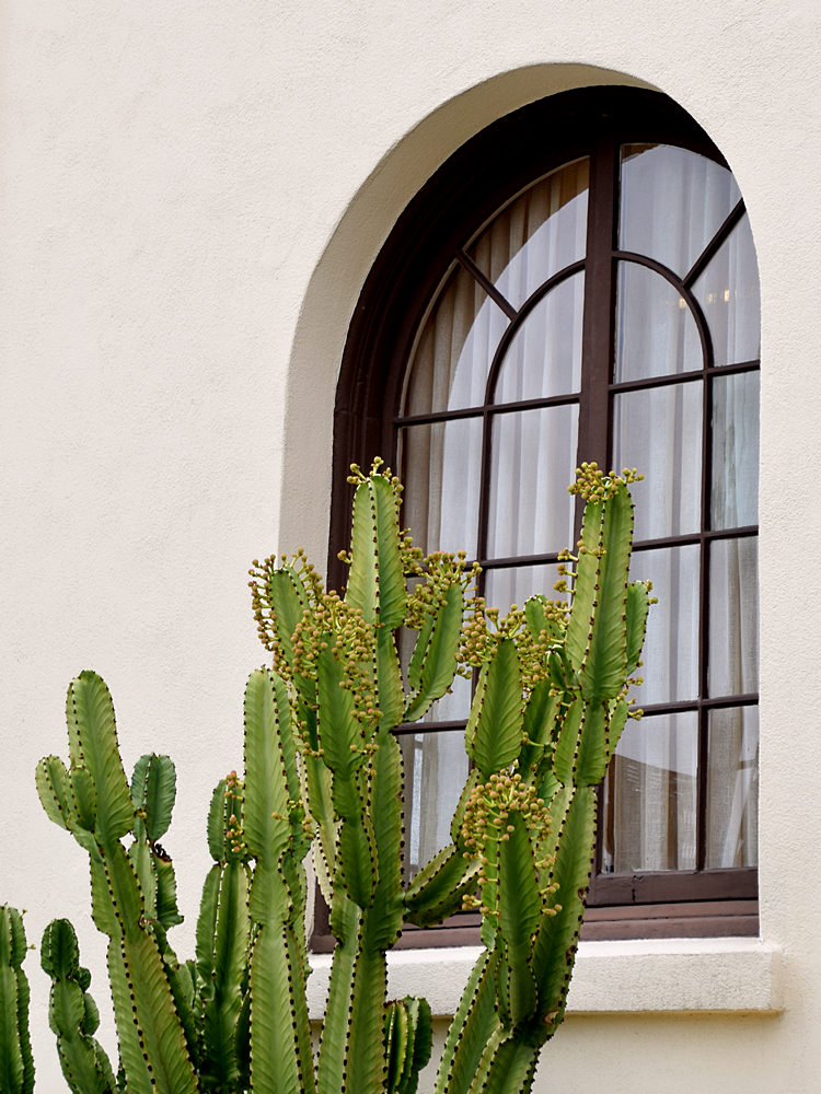 Cactus.jpg