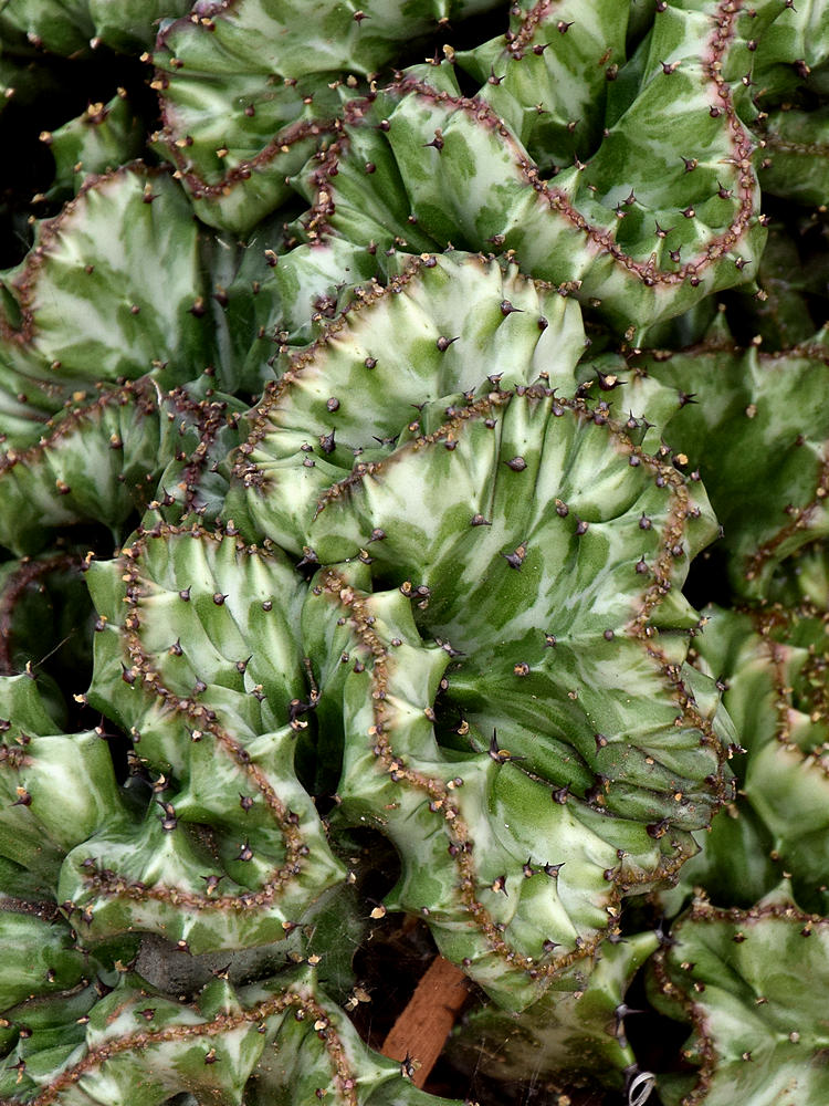 Cactus.jpg