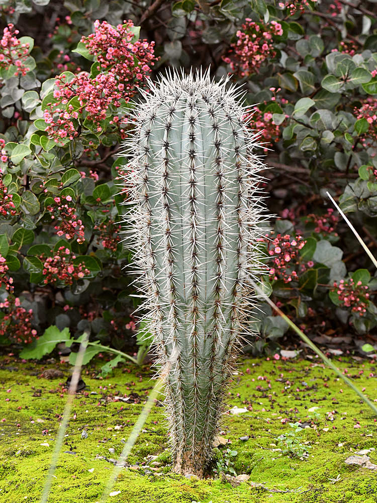 Cactus.jpg