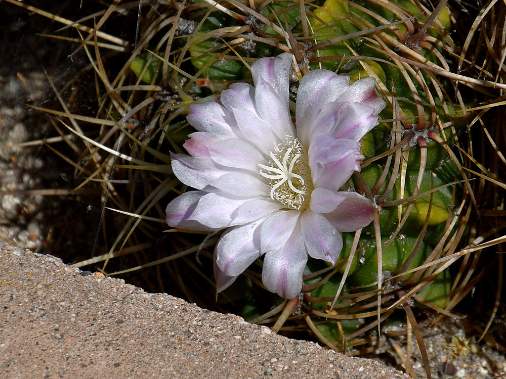 Cactus.jpg