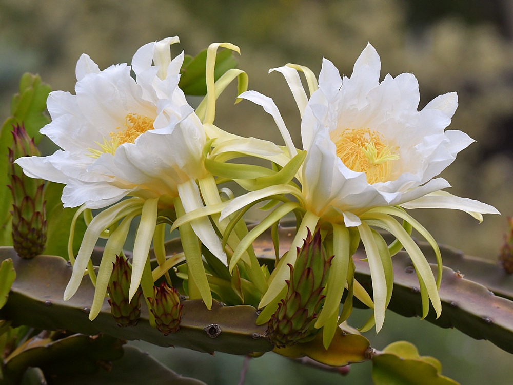 Cactus.jpg