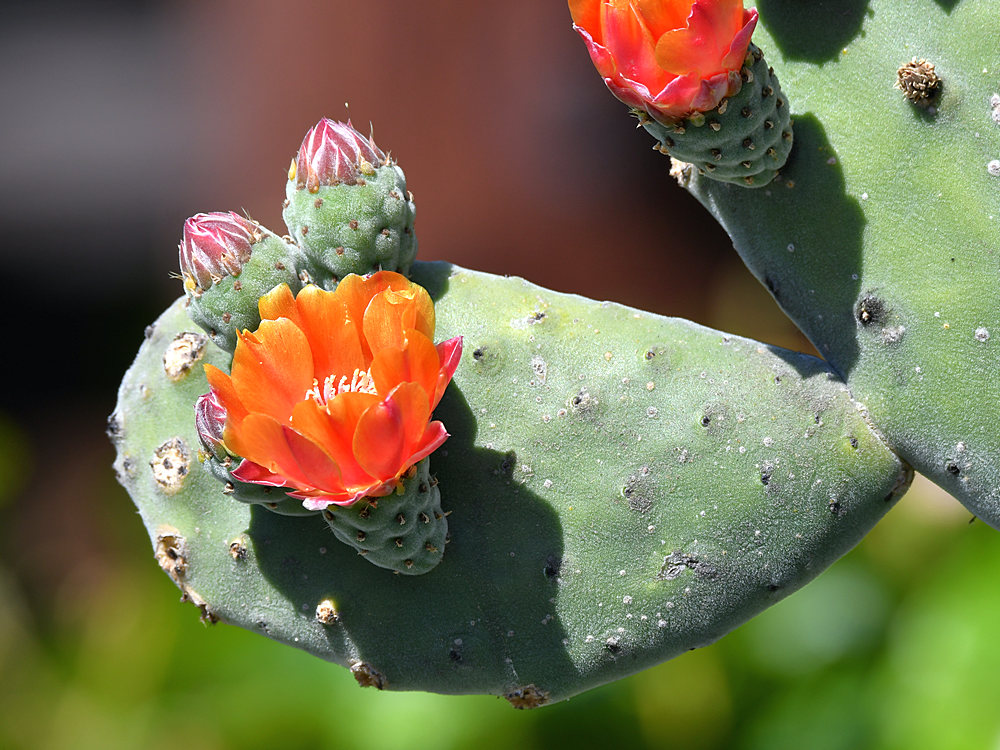 Cactus.jpg