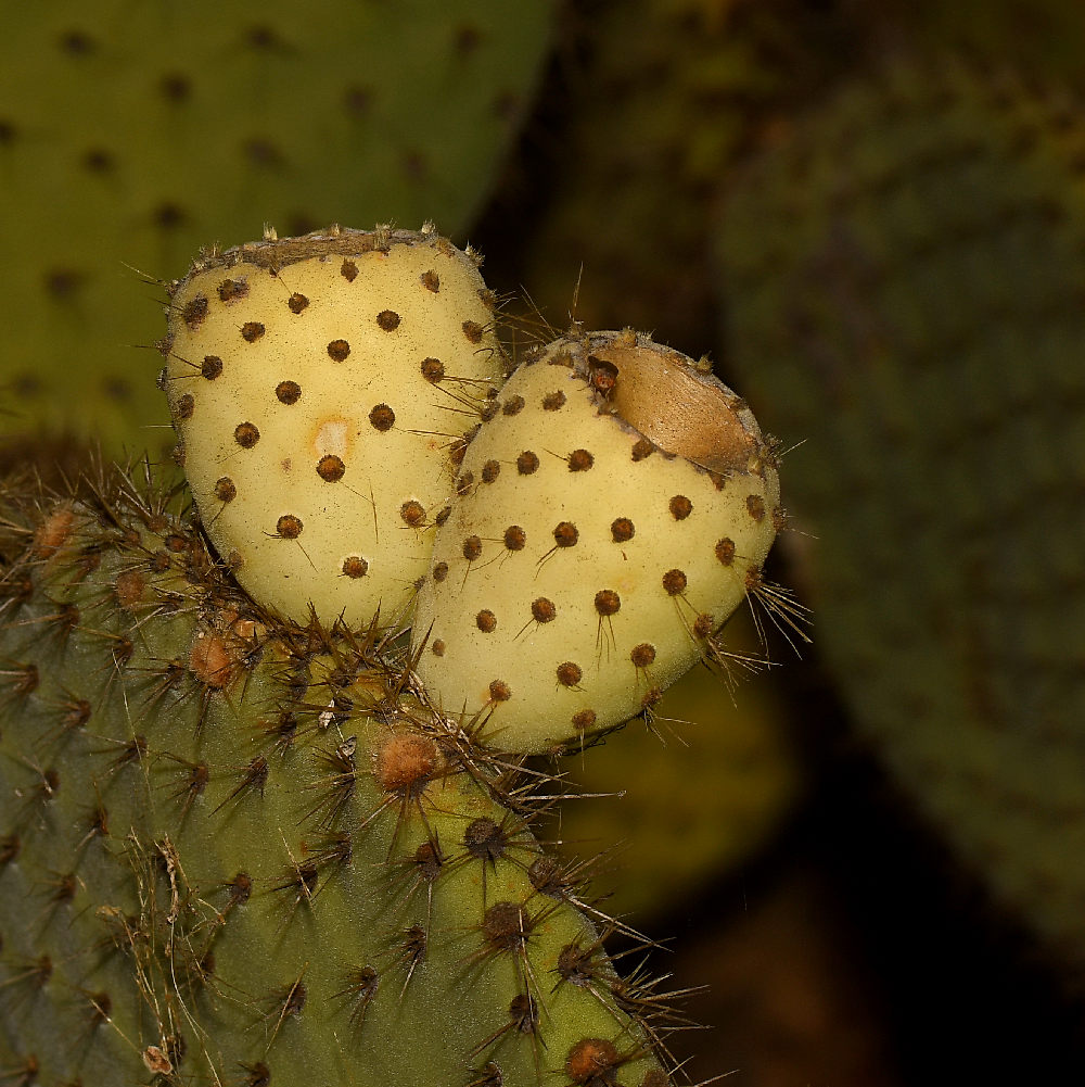 Cactus.jpg