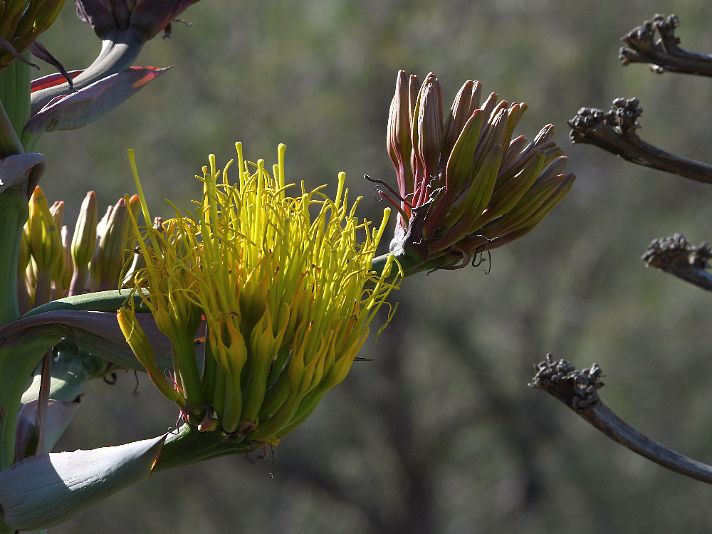 Cactus.jpg