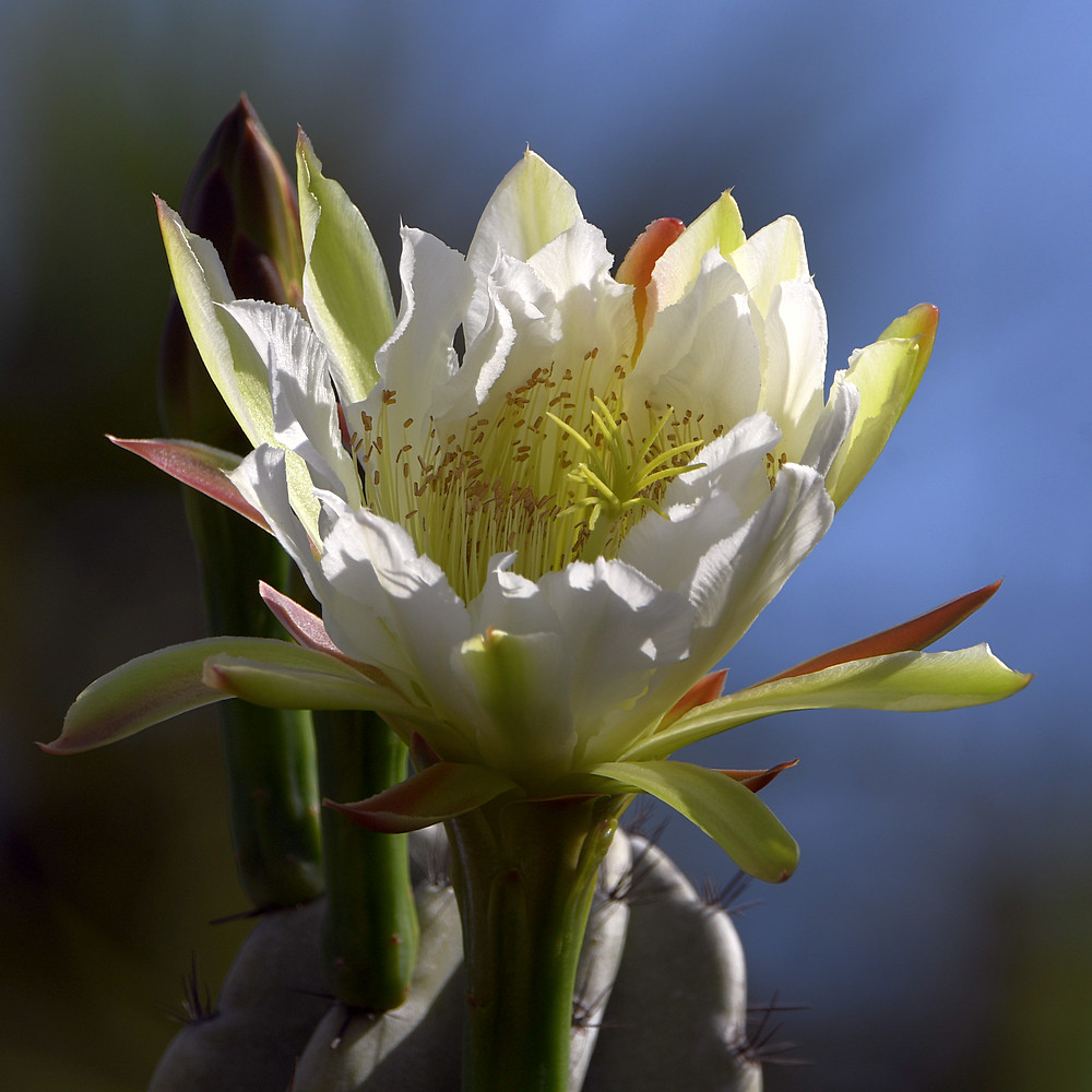 Cactus.jpg