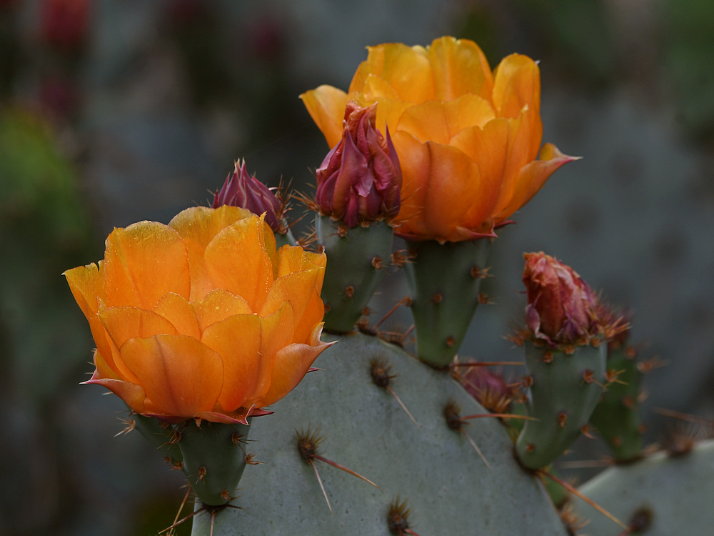 Cactus.jpg
