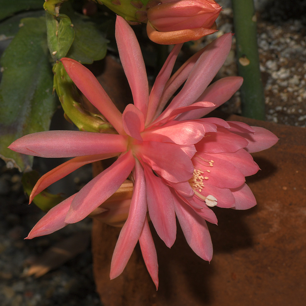 Cactus.jpg