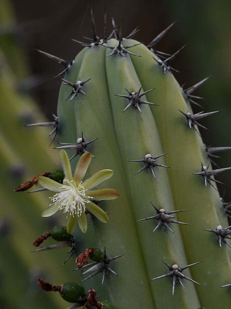 Cactus.jpg