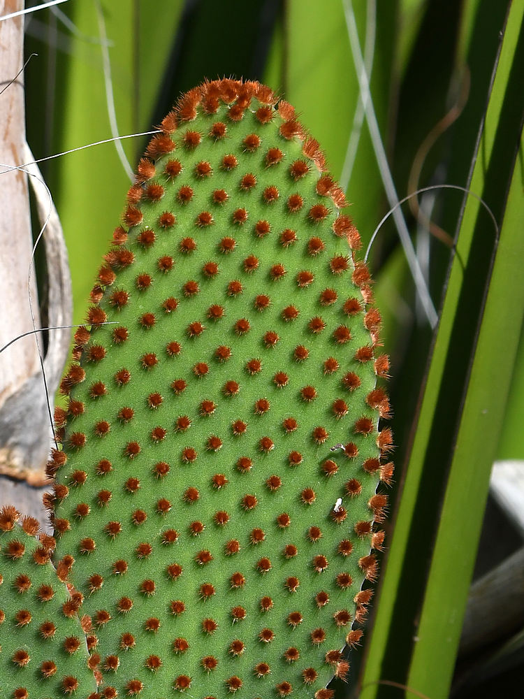 Cactus.jpg