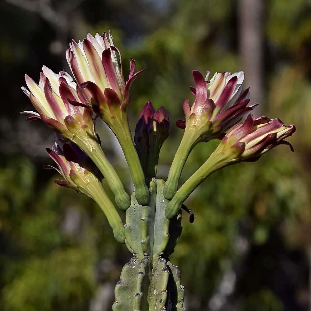 Cactus.jpg