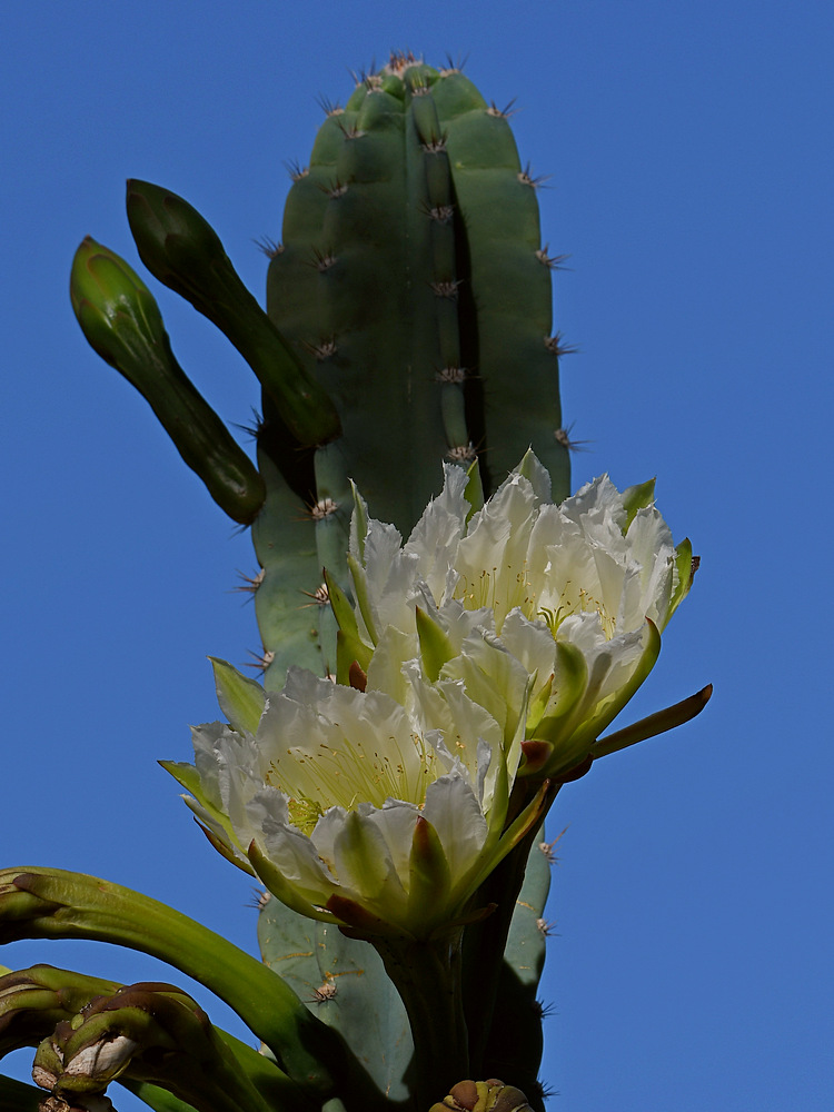 Cactus.jpg