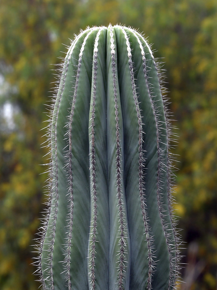 Cactus.jpg