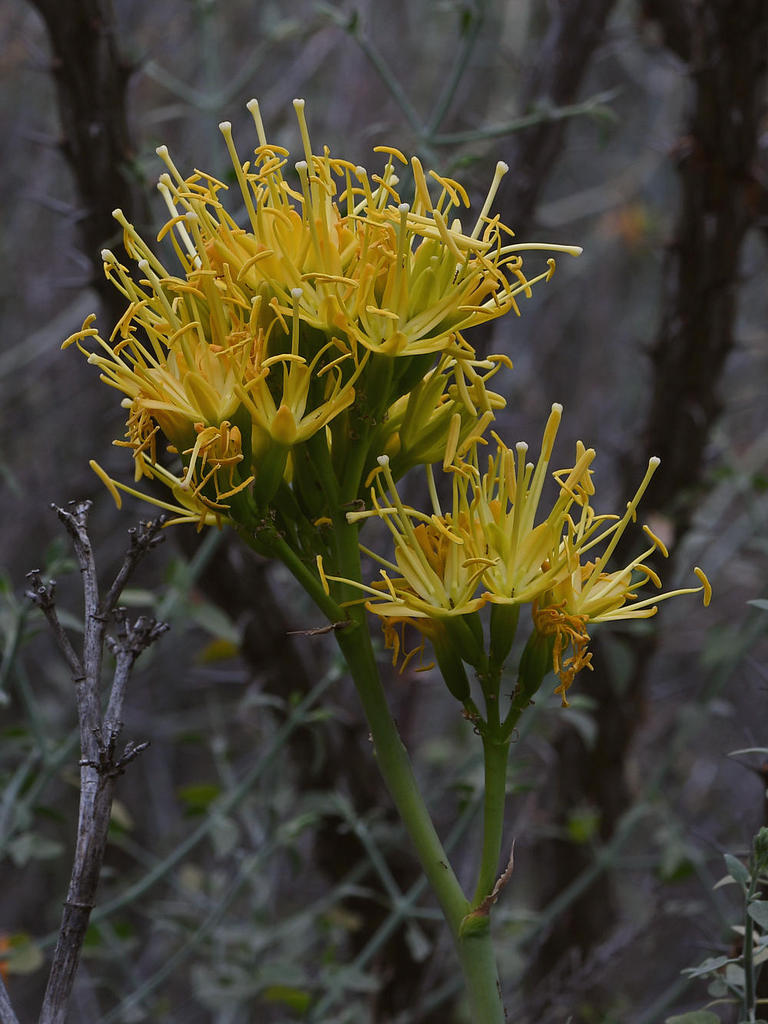 Cactus.jpg