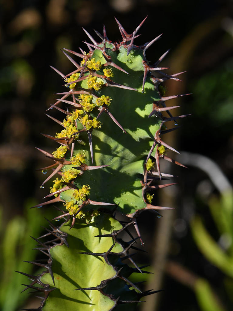 Cactus.jpg