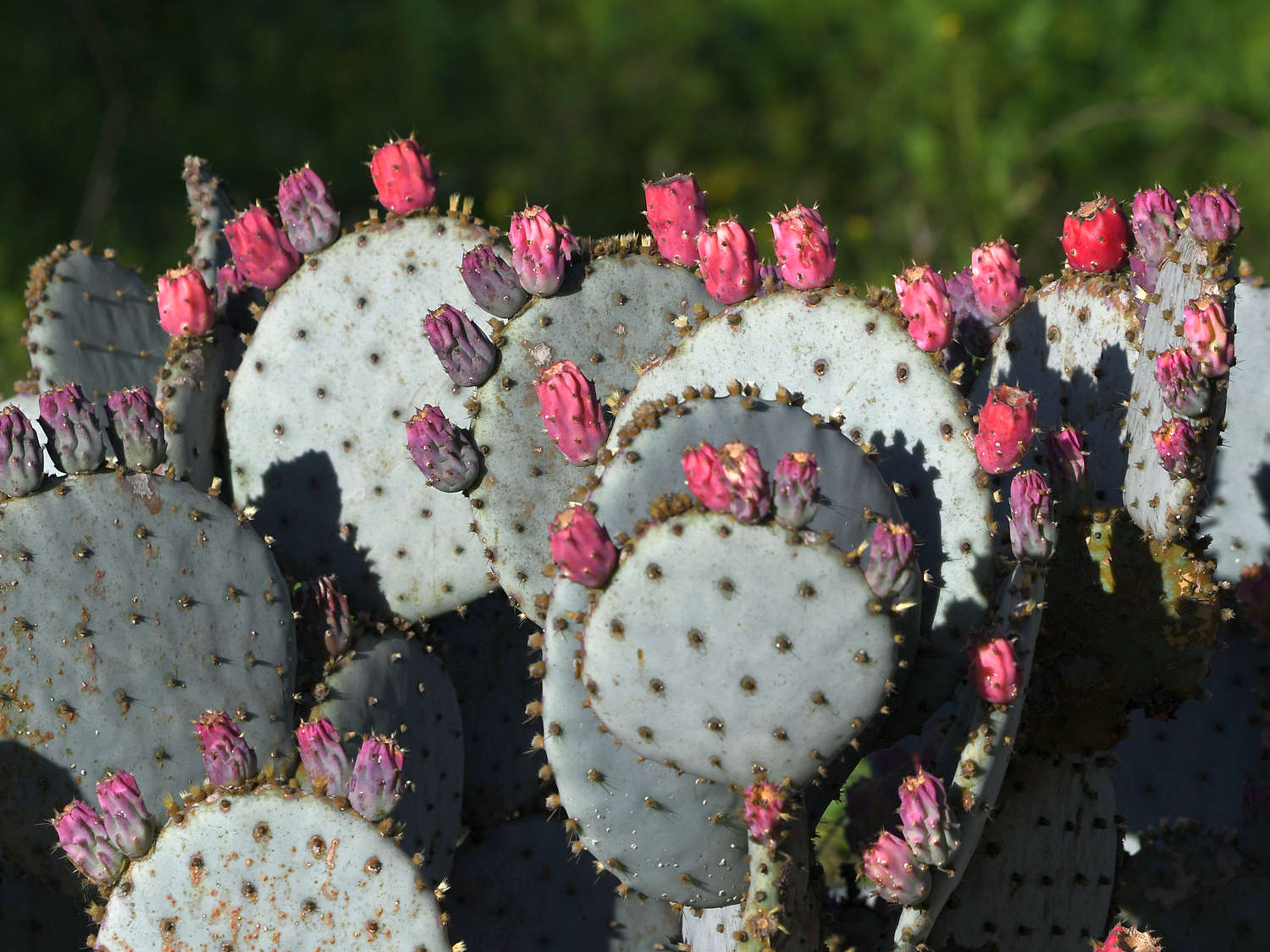 Cactus.jpg