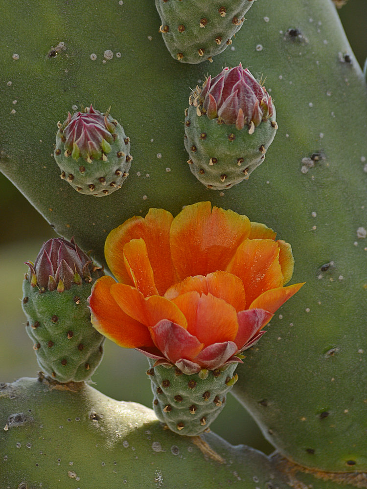 Cactus.jpg