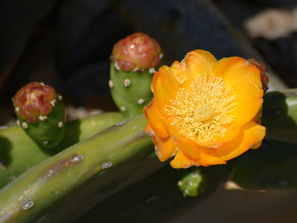 Cactus.jpg