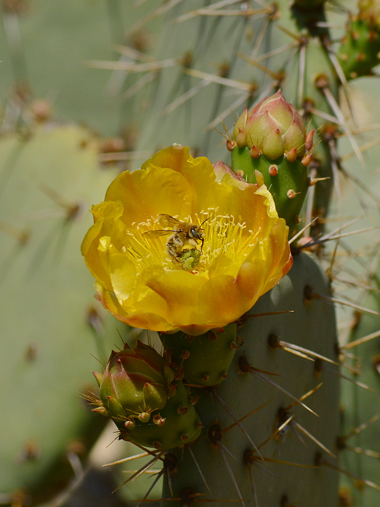 Cactus.jpg