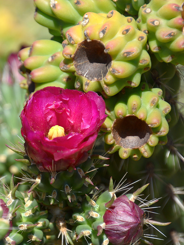 Cactus.jpg