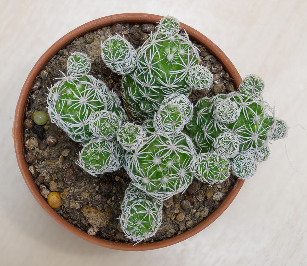cactus-small-1.jpg