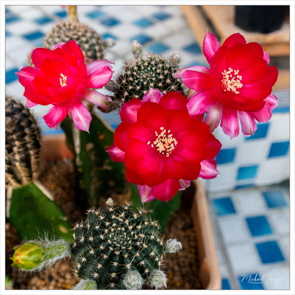 cactus-snap-1.jpg