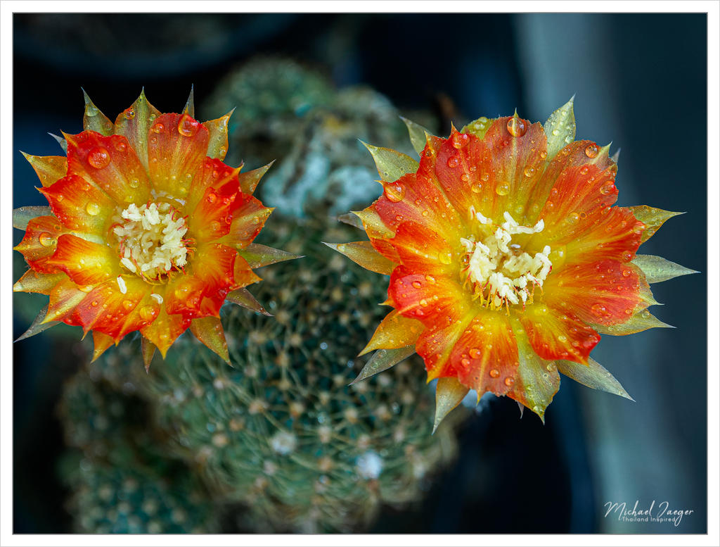 cactus-snap-2.jpg
