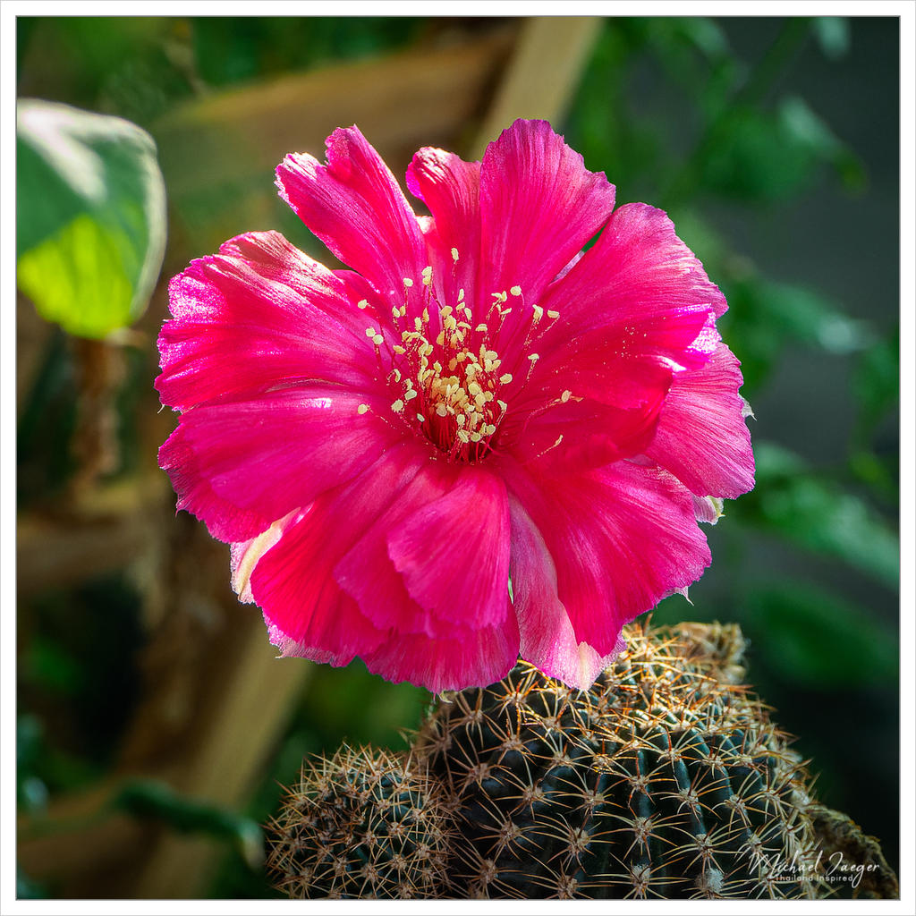 cactus-snap-3.jpg
