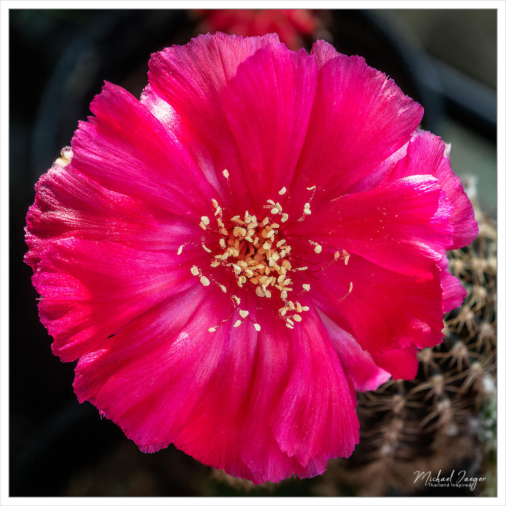 cactus-snap-4.jpg