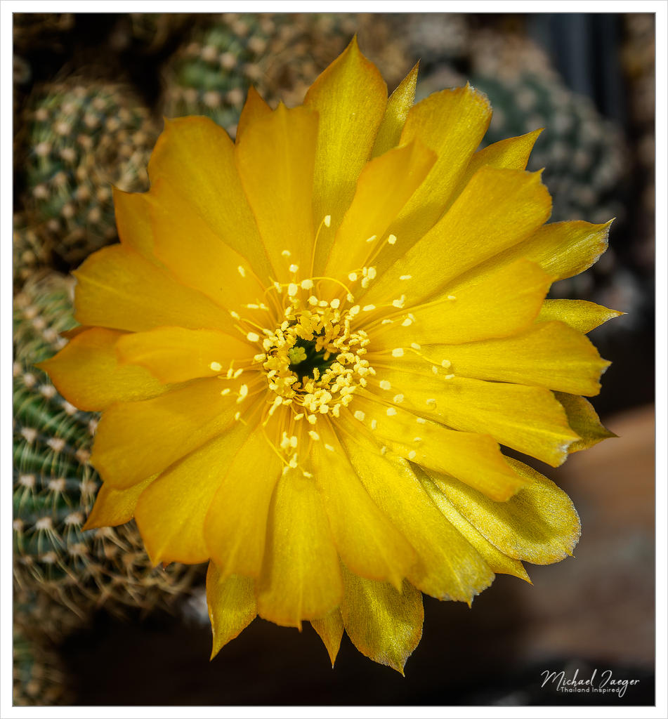 cactus-snap-6.jpg