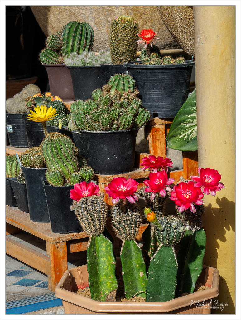 cactus-snap-8.jpg