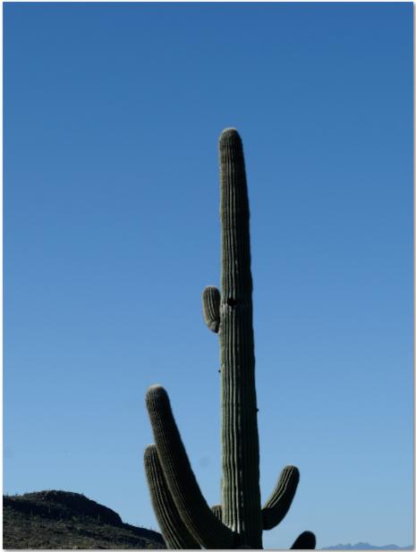 cactus-test.jpg