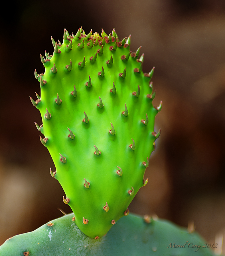 cactus tone.jpg